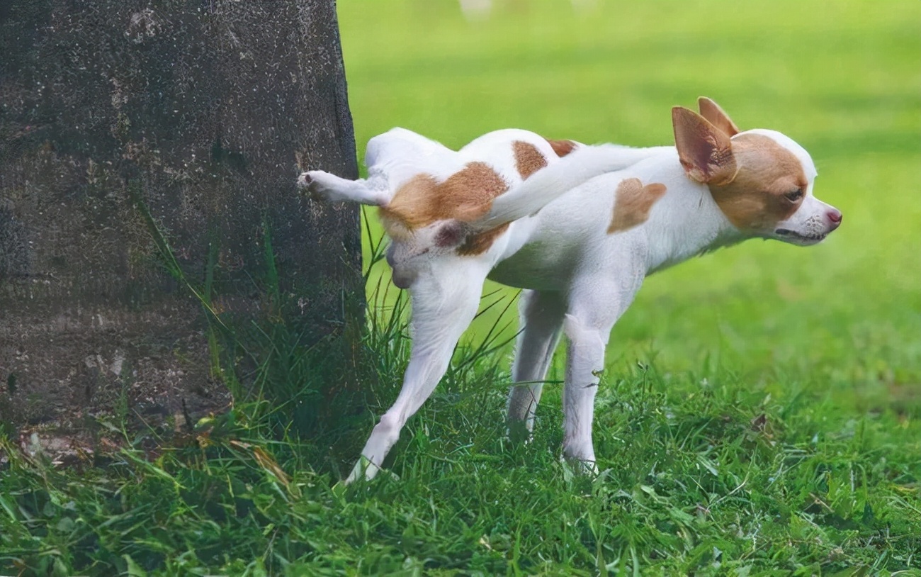 狗狗的10种常见行为,狗狗7种常见行为