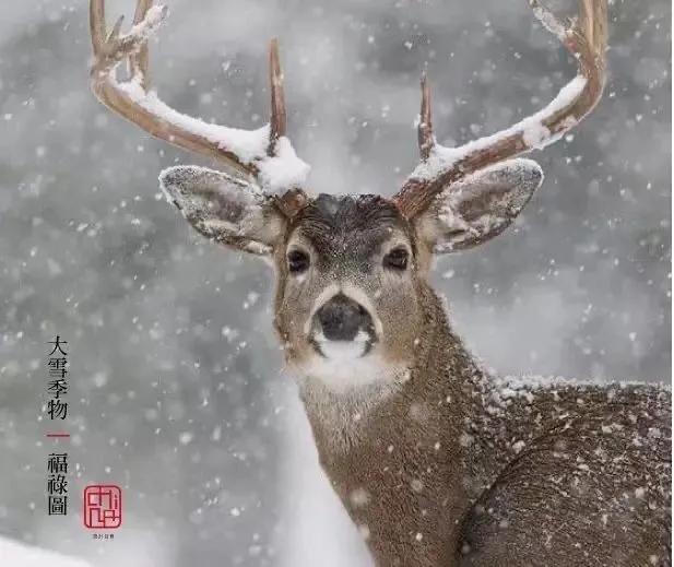 今日大雪飘落诗词,今日大雪优美句子