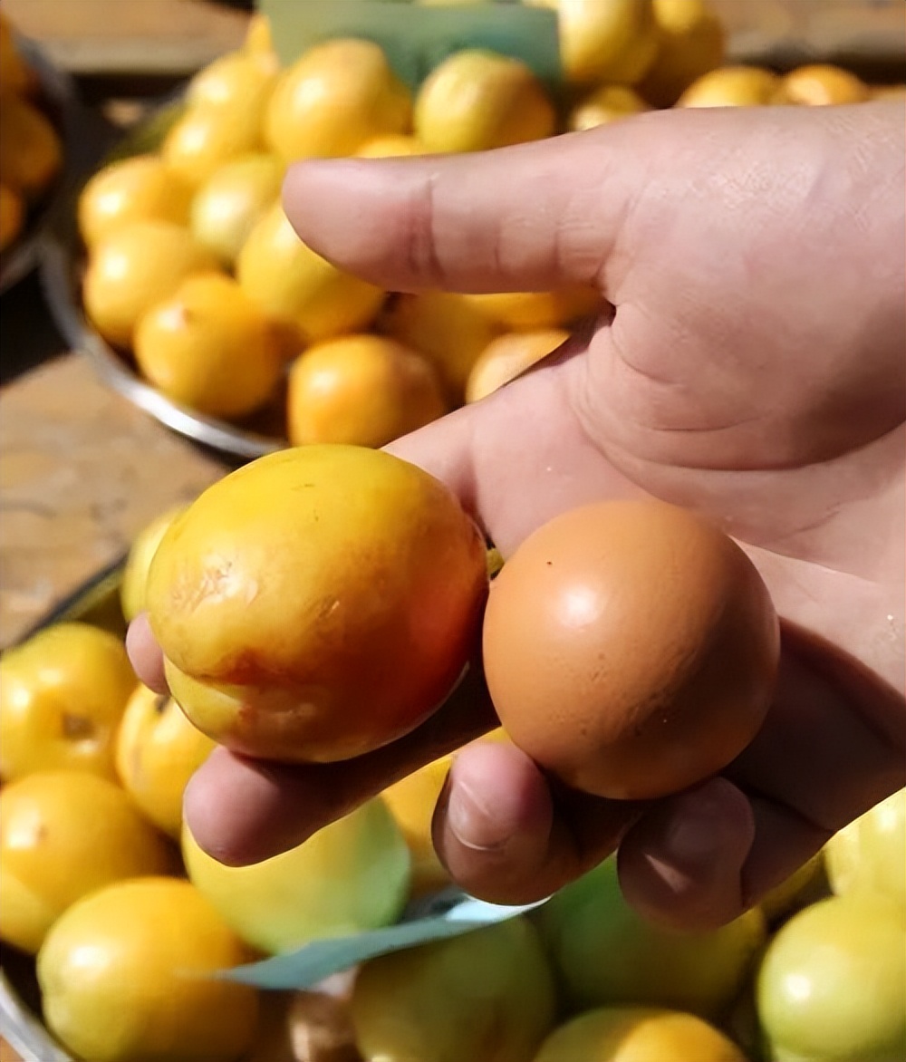 *疆新**瓜果季之“杏”福生活