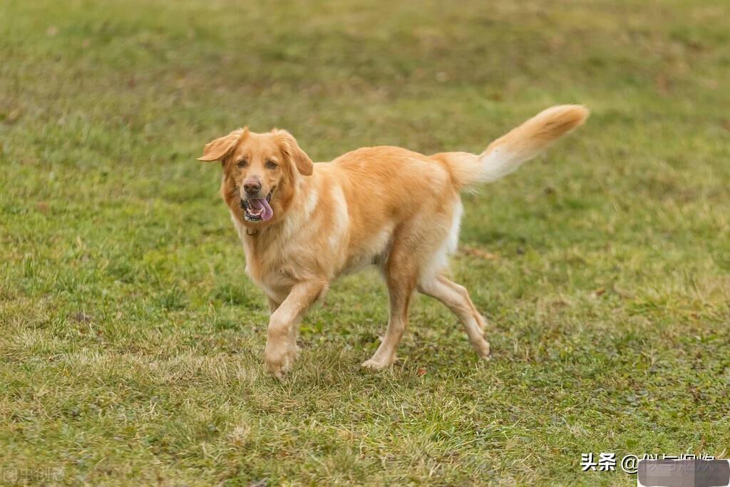 养了15年的狗突然不认识了,成年狗养了3天能找到家吗
