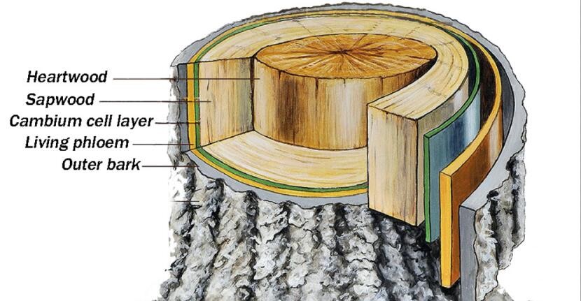 丽水1竹子钻电线杆，贯穿9m，流言终结者测试过，能穿透假人身体