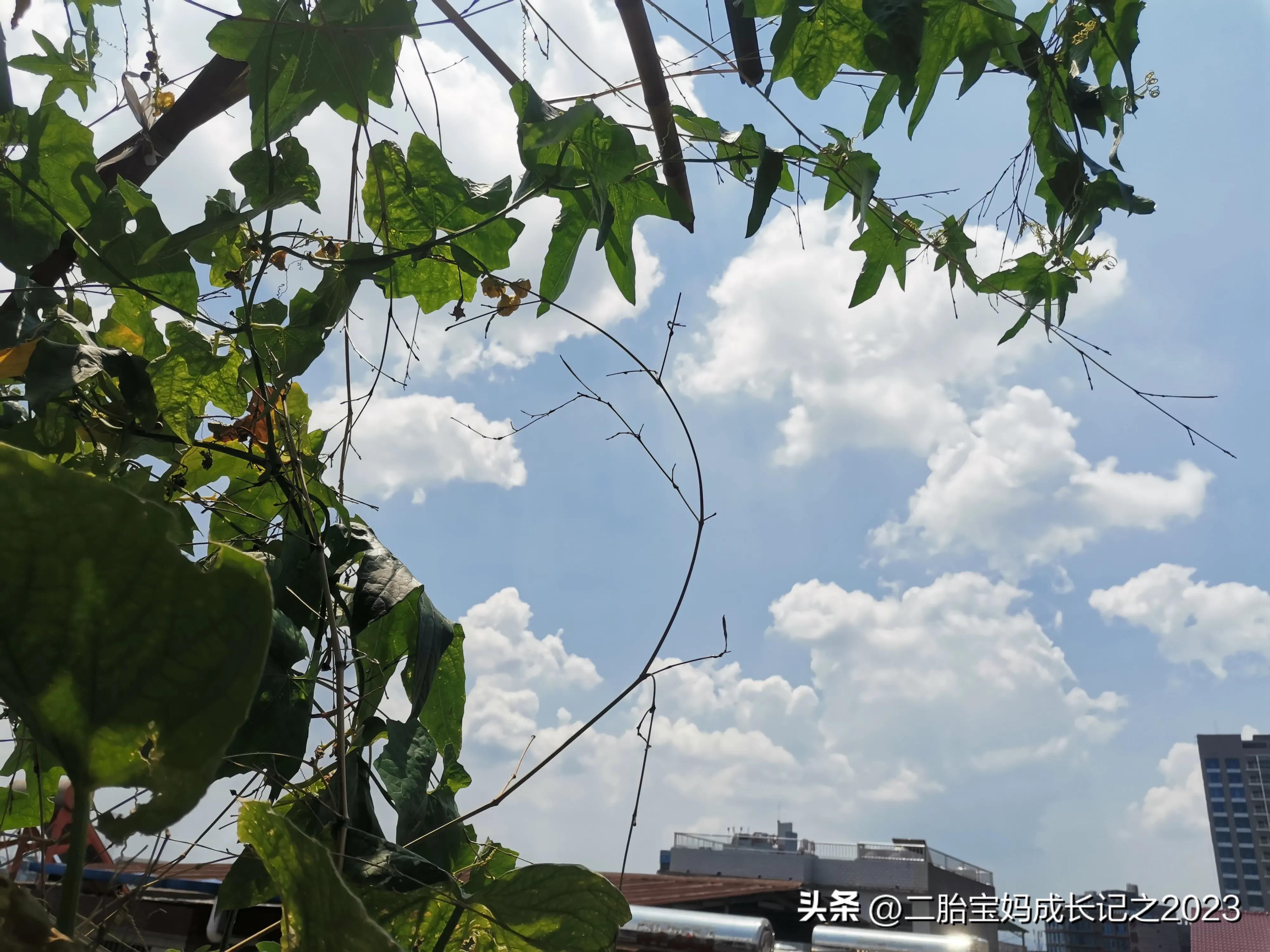 有时候觉得自己挺蠢的,有时候发现自己真的很蠢