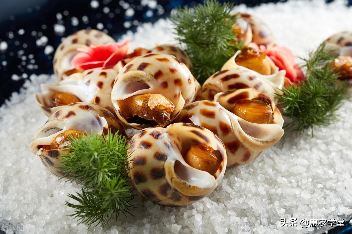 海鲜海螺现在价格,海鲜市场买什么海螺好