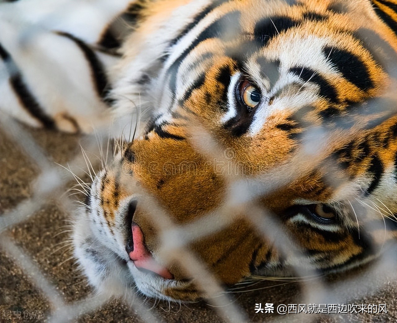 连载#一只大猫的奋斗#用大家的命做赌注,玻璃眼露出凶残的本性