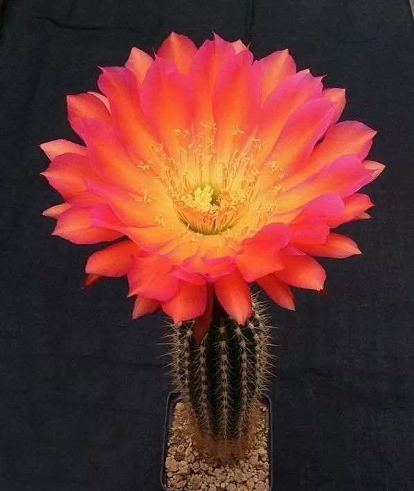 200种·仙人球开花图鉴，大开眼界，美到爆