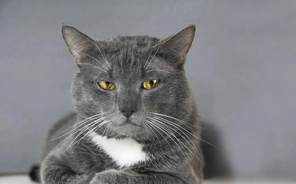 郑振铎猫的教学内容分析,郑振铎的猫课程