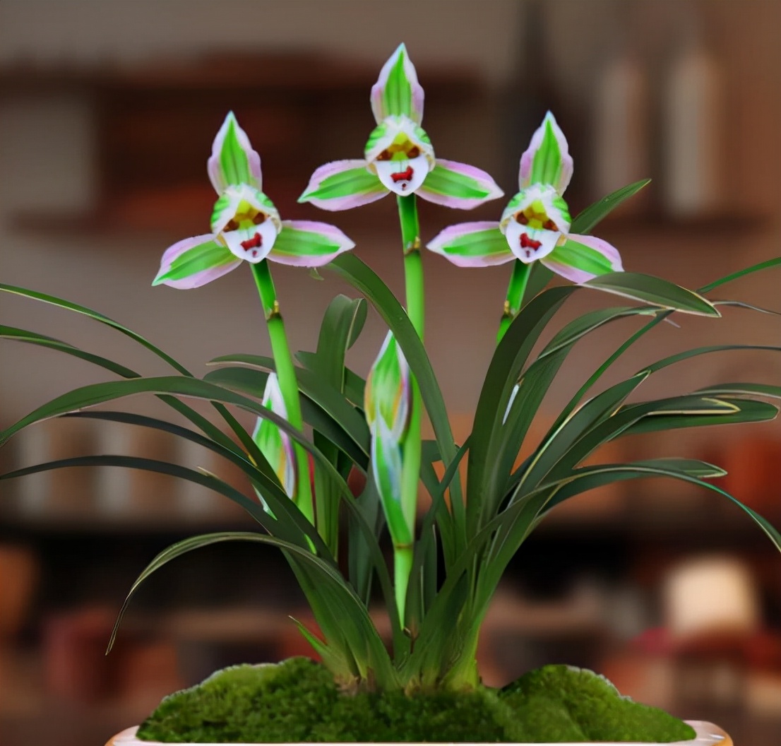 叶片又宽又厚带金边的兰花,带一点金边的兰花是什么品种