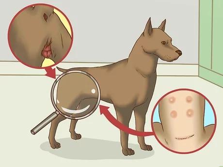 茶杯犬为什么便宜,拿命换的茶杯犬