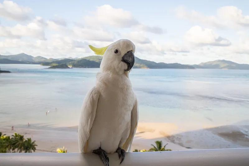 什么宠物对纯素食者最好,好养且可以食用的宠物有哪些