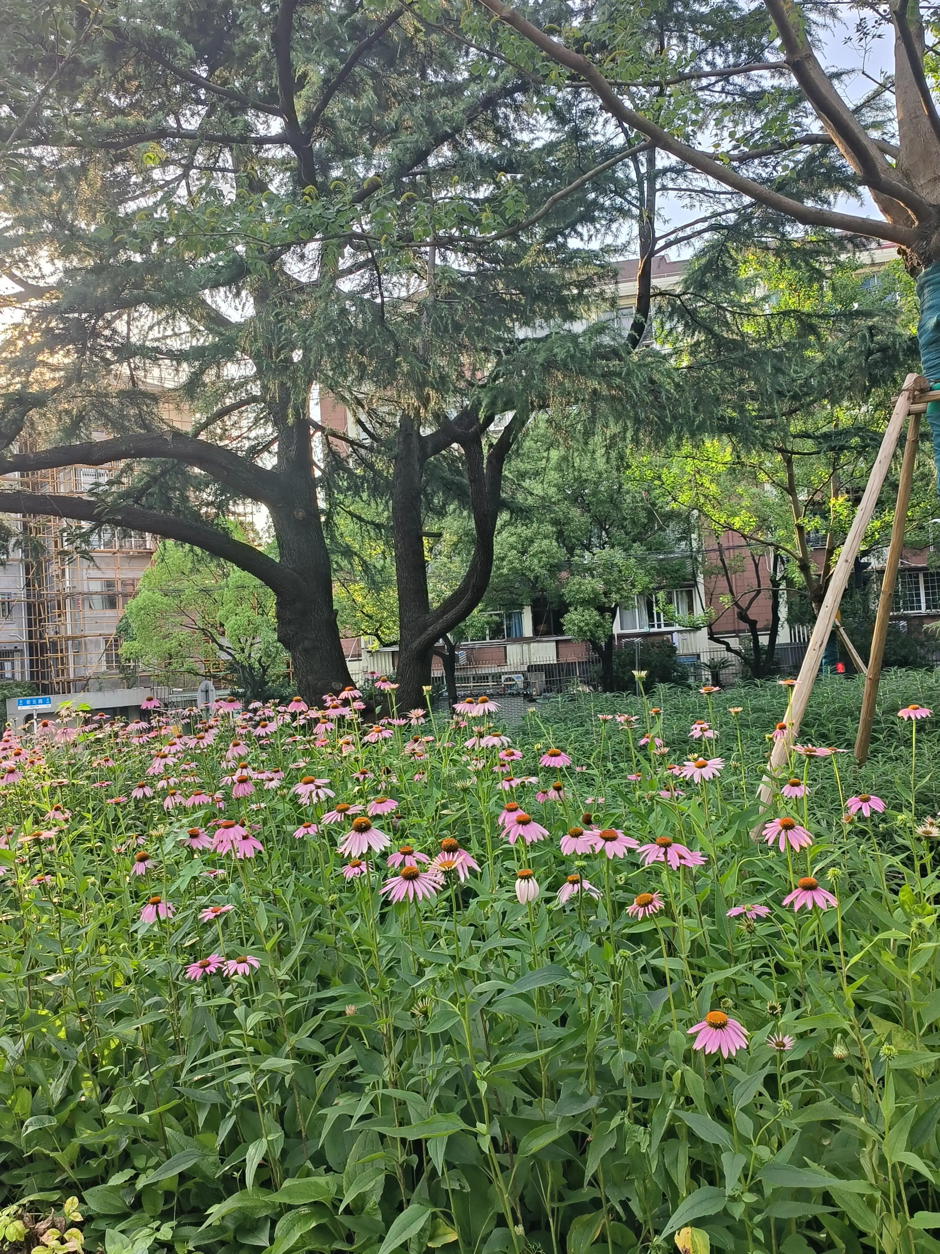 夏日花草别样美,美丽的花草合集