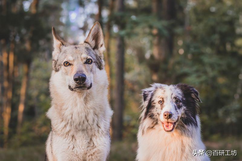 家犬可以与狼繁殖吗?