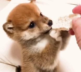 雪纳瑞幼犬喂养小知识,幼犬喂养小知识