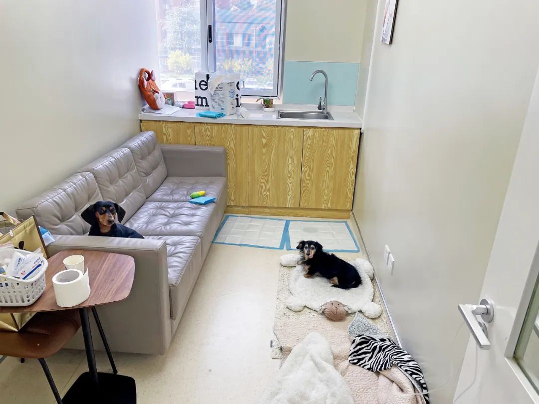 因为医药费抛弃宠物,因为治疗费用原因家属放弃治疗