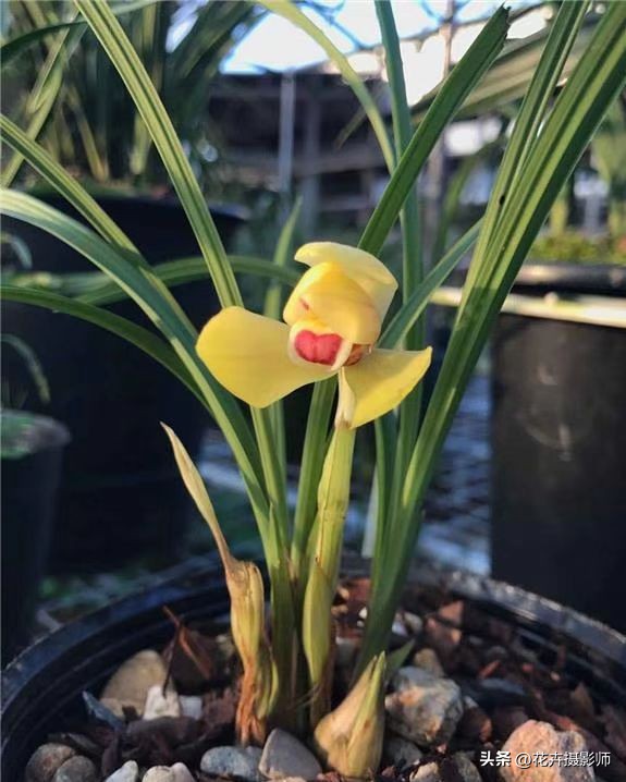 此兰拥有“*力暴**”黄金美学，金瓣玉蕊，香气直透肺腑，这就是实力