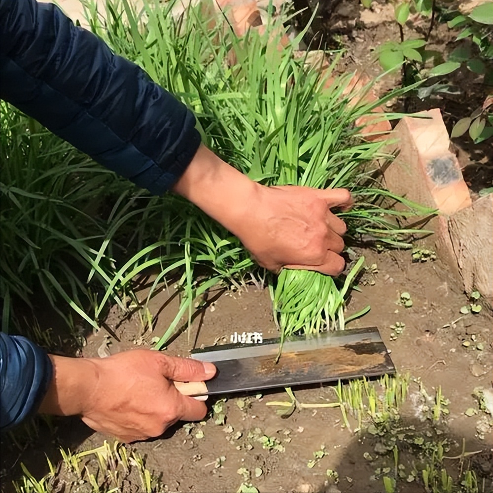 这个季节每一口都是春天的味道,阳春三月又到了品尝春味的时候