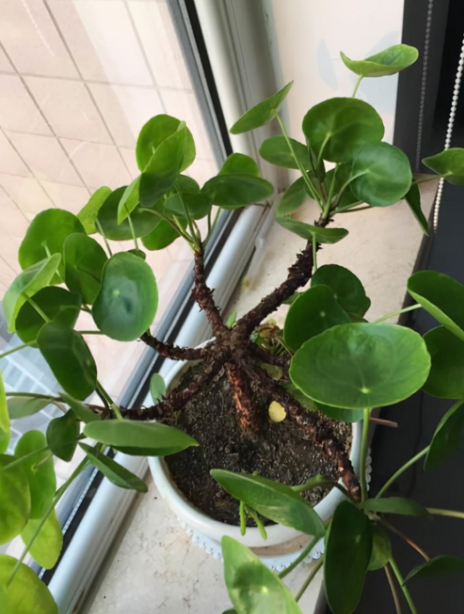 如何让镜面草变成老桩,镜面草老桩养护