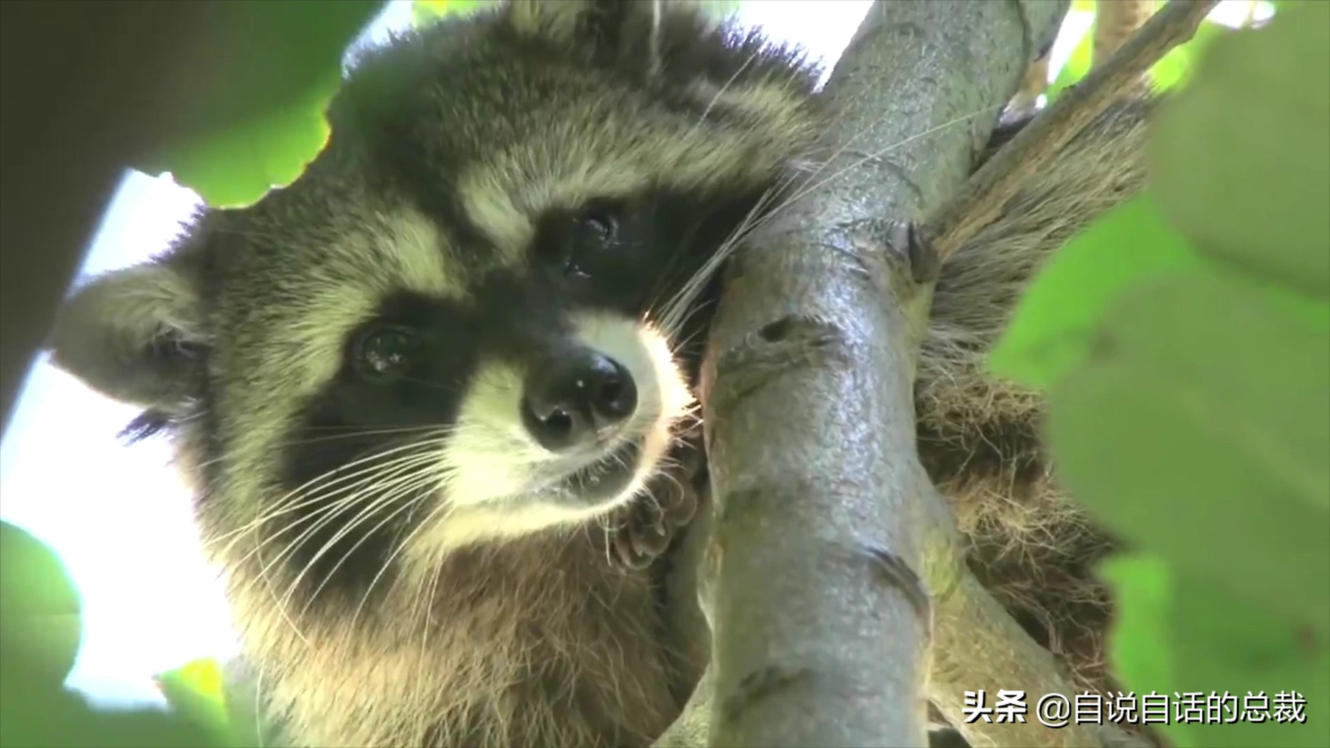 液体猫是真的吗,为什么都说猫咪是液体猫