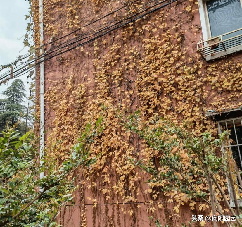 农村见到这2种花，一定要铲除，招蛇虫蚊蚁，严重破坏墙皮