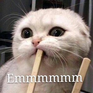 猫中二哈还真的与众不同,网友称为猫中二哈指的是什么猫