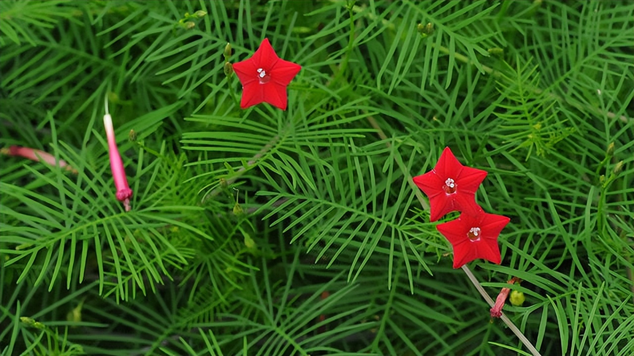 过年期间庭院开的草花,过年庭院开的花有哪些