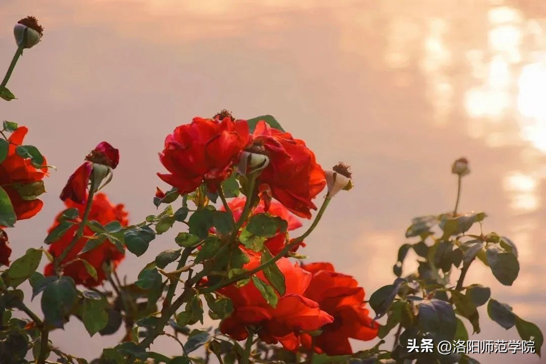 当洛师邂逅43种中国传统色……