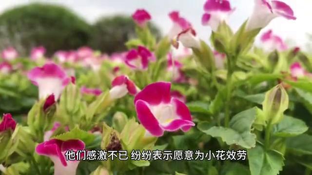 小花的美丽传说