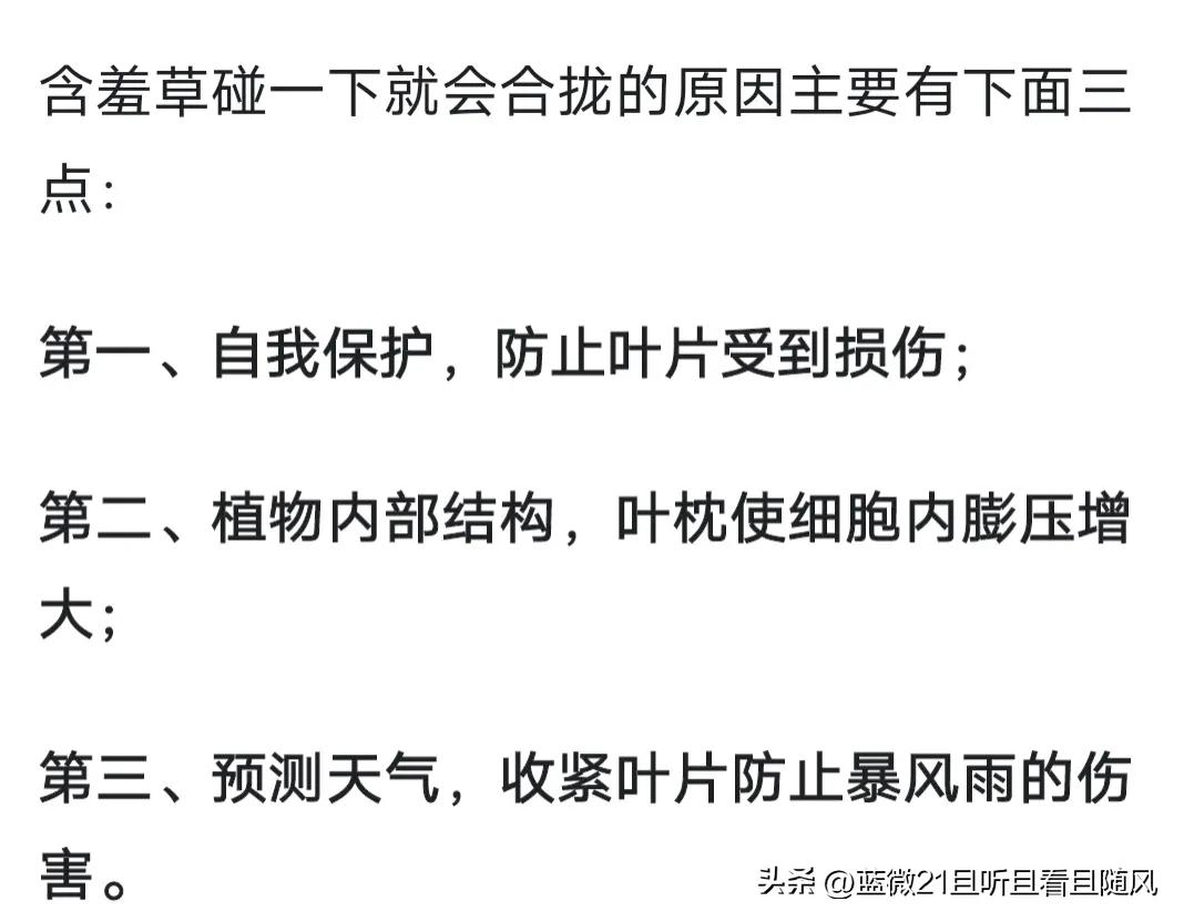 女儿和含羞草故事