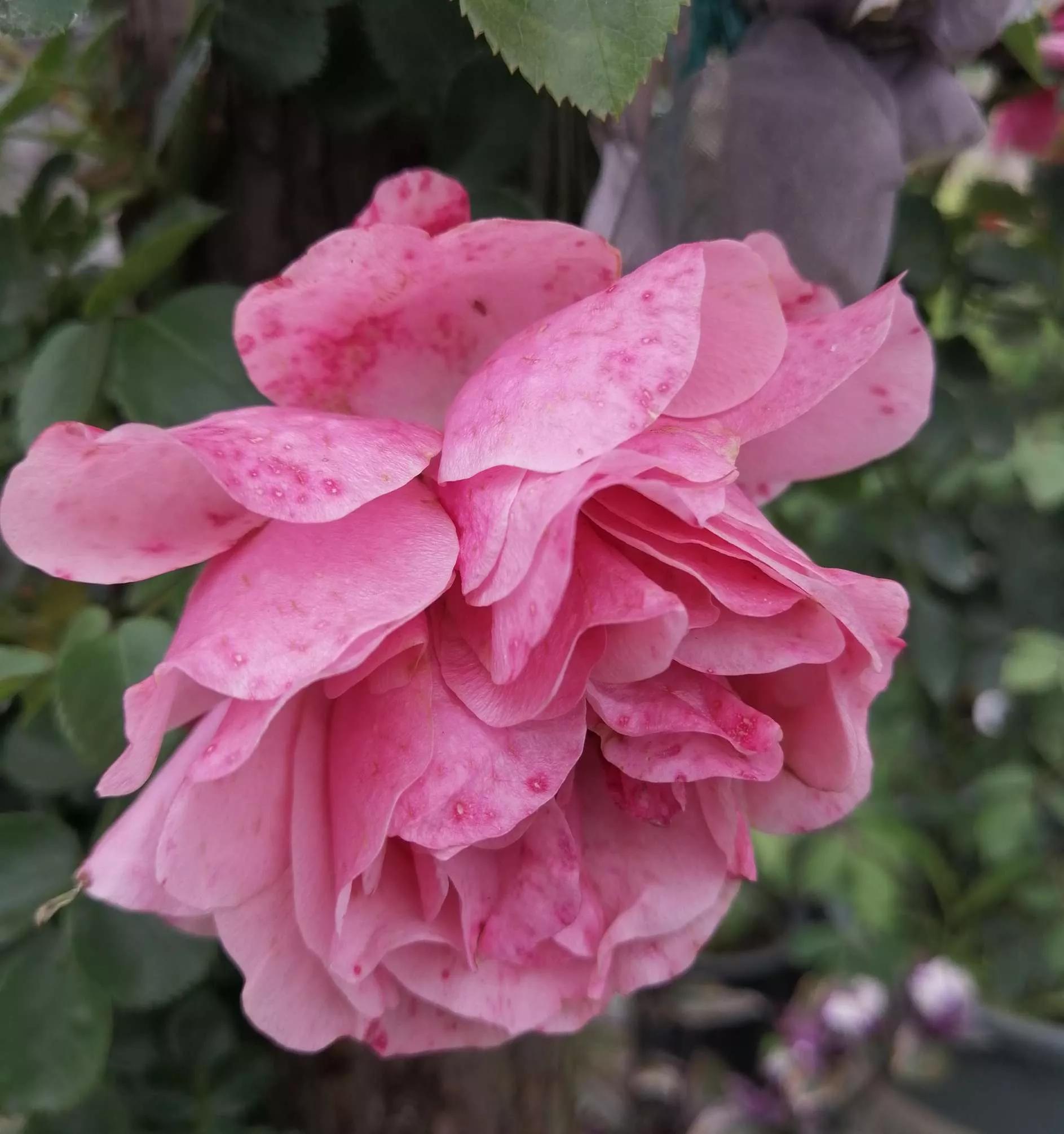 夏花开得最标准的月季花品种,月季色彩艳丽千姿百态