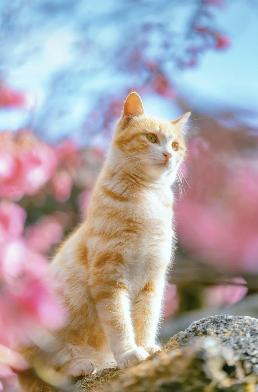 治愈系壁纸｜132张可爱小猫咪的样子