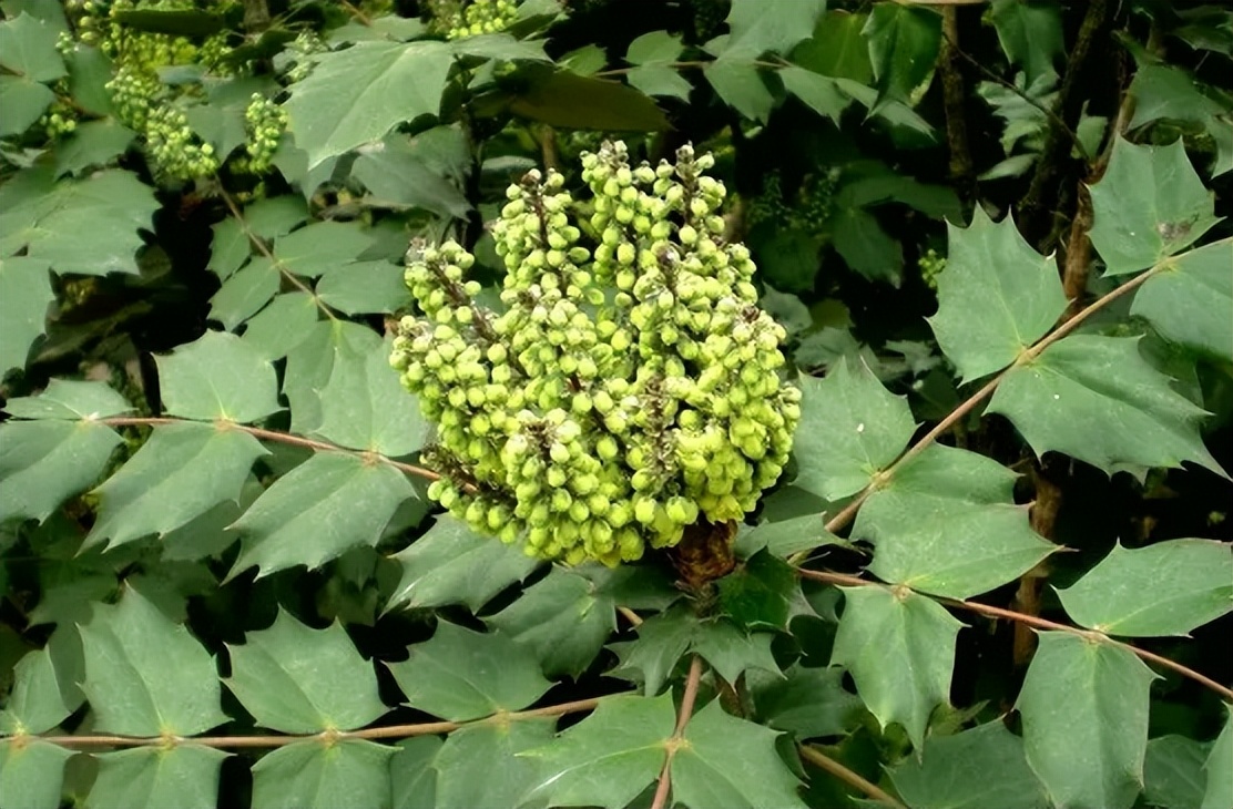 枸骨和十大功劳药用有何区别,枸骨与十大功劳的功效区别