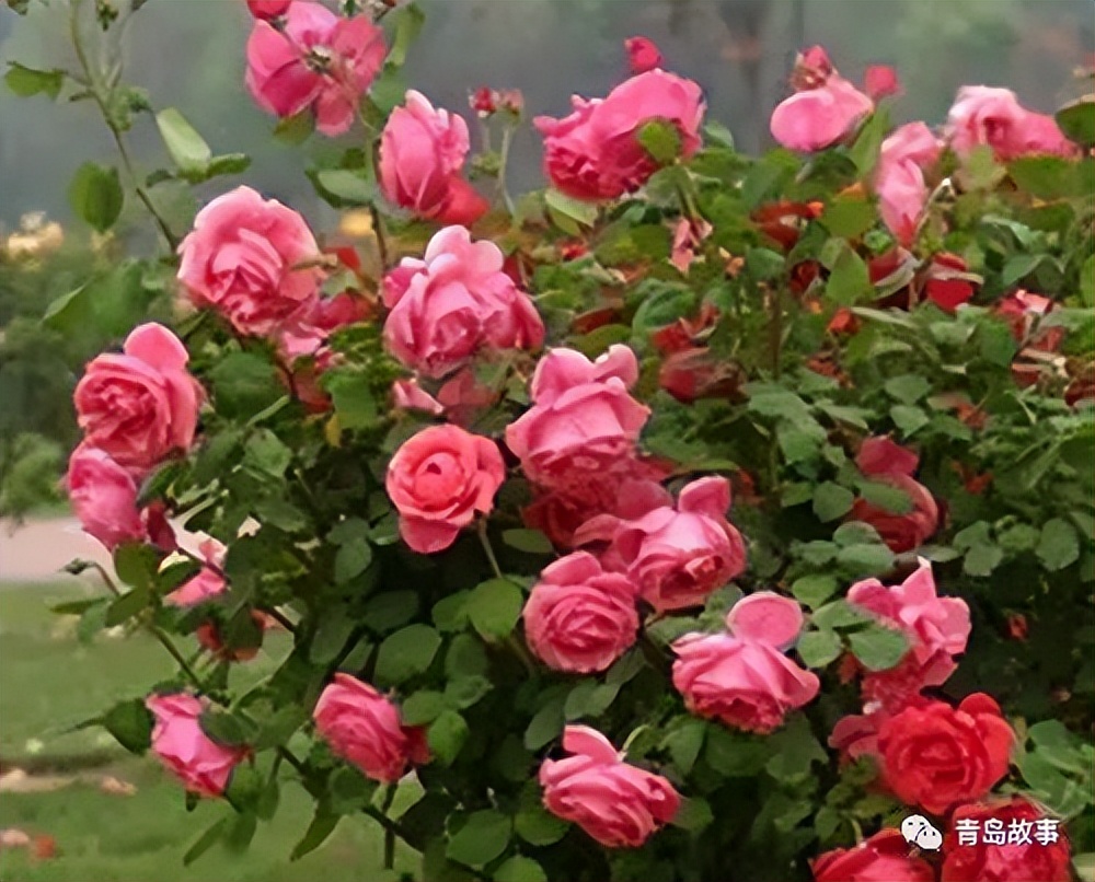 青岛市花耐冬,青岛市花