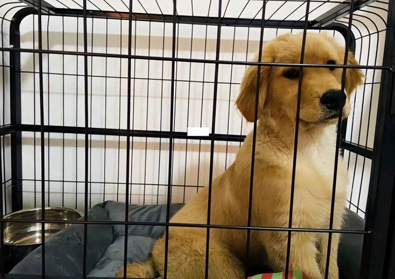 狗狗跳起来扑主人是什么意思,狗狗兴奋扑人要怎么让它冷静