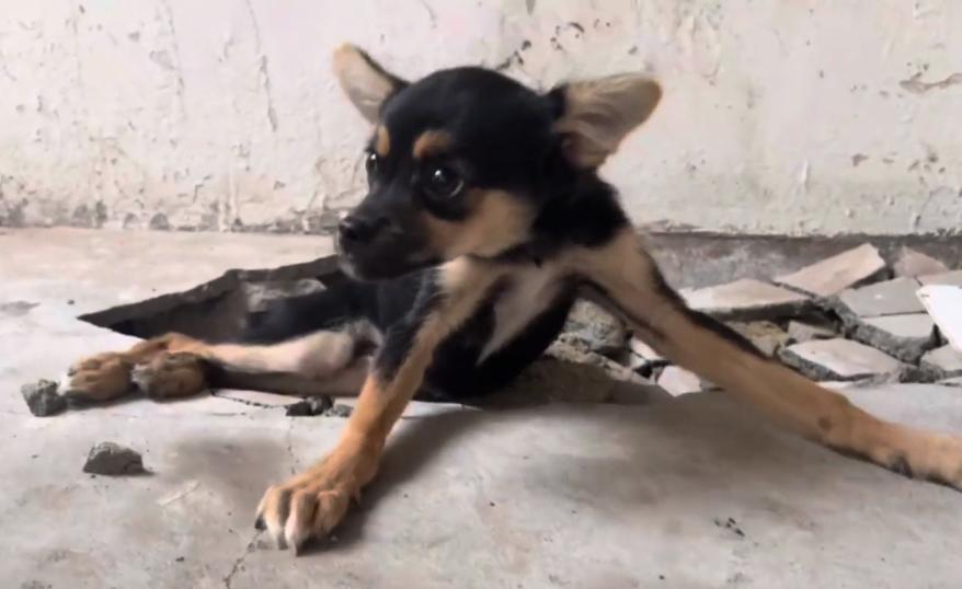 仅4，5个月大的吉娃娃，却因被人故意打伤，余生注定只能一直跪着