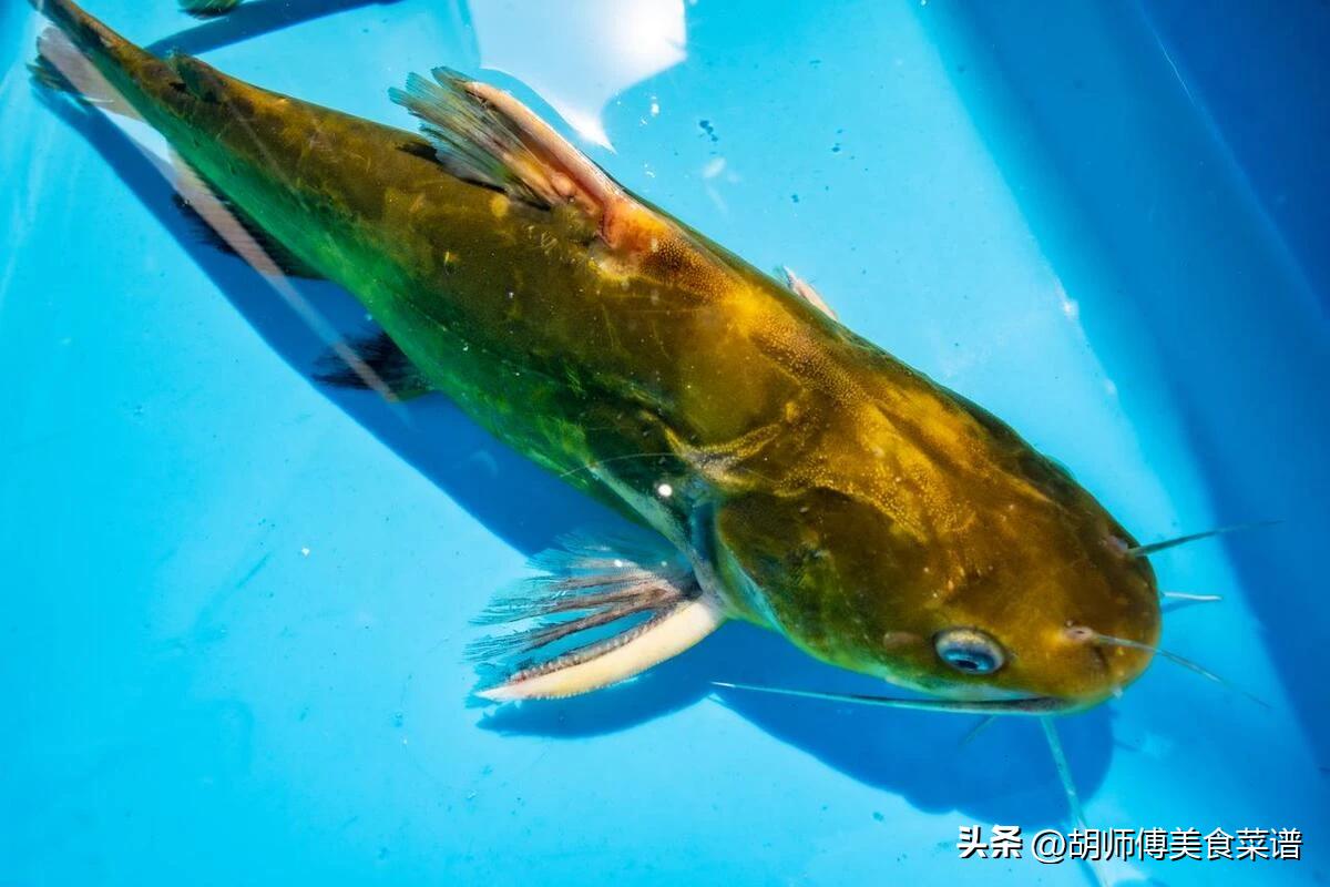 钓鱼人公认最好吃的6种淡水鱼，你都吃过几种？青鱼、草鱼未上榜