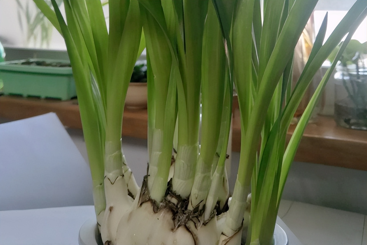 春季养这6种花请别再频繁浇水了,3种花漂亮又好养