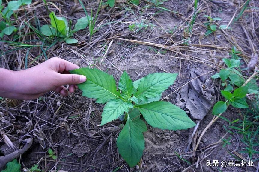 学林业技术好就业吗,林学专业好就业吗