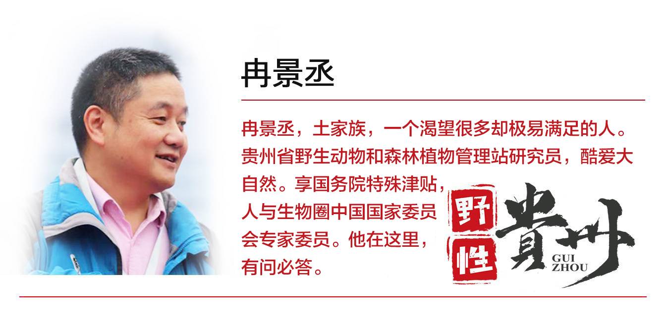 野性贵州有问必答丨这种带着二夹子的“耳朵昆虫”，真的会钻耳朵吗？