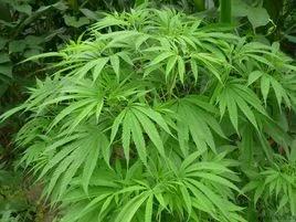 麻籽是五谷之一吗,麻子是不是主食