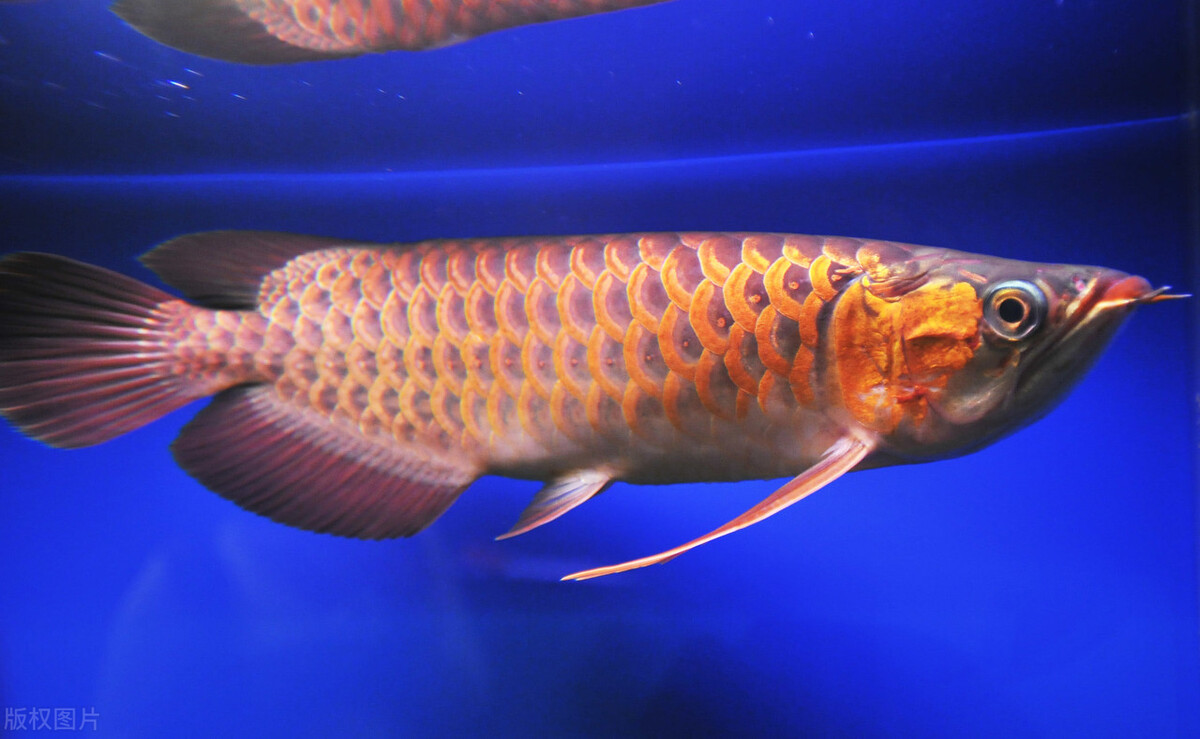 出海抓鱼一个月可以赚多少钱,打一次鱼能赚多少钱