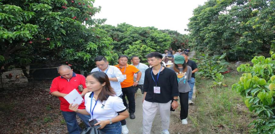 “荔”争上游，从化当“鲜”