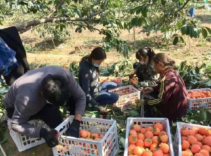 冲上热搜引发关注,一夜之间柿子火了