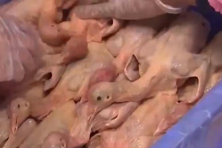 养10000只鸽子一年利润,湖北十堰一个老头靠养鸽子赚钱