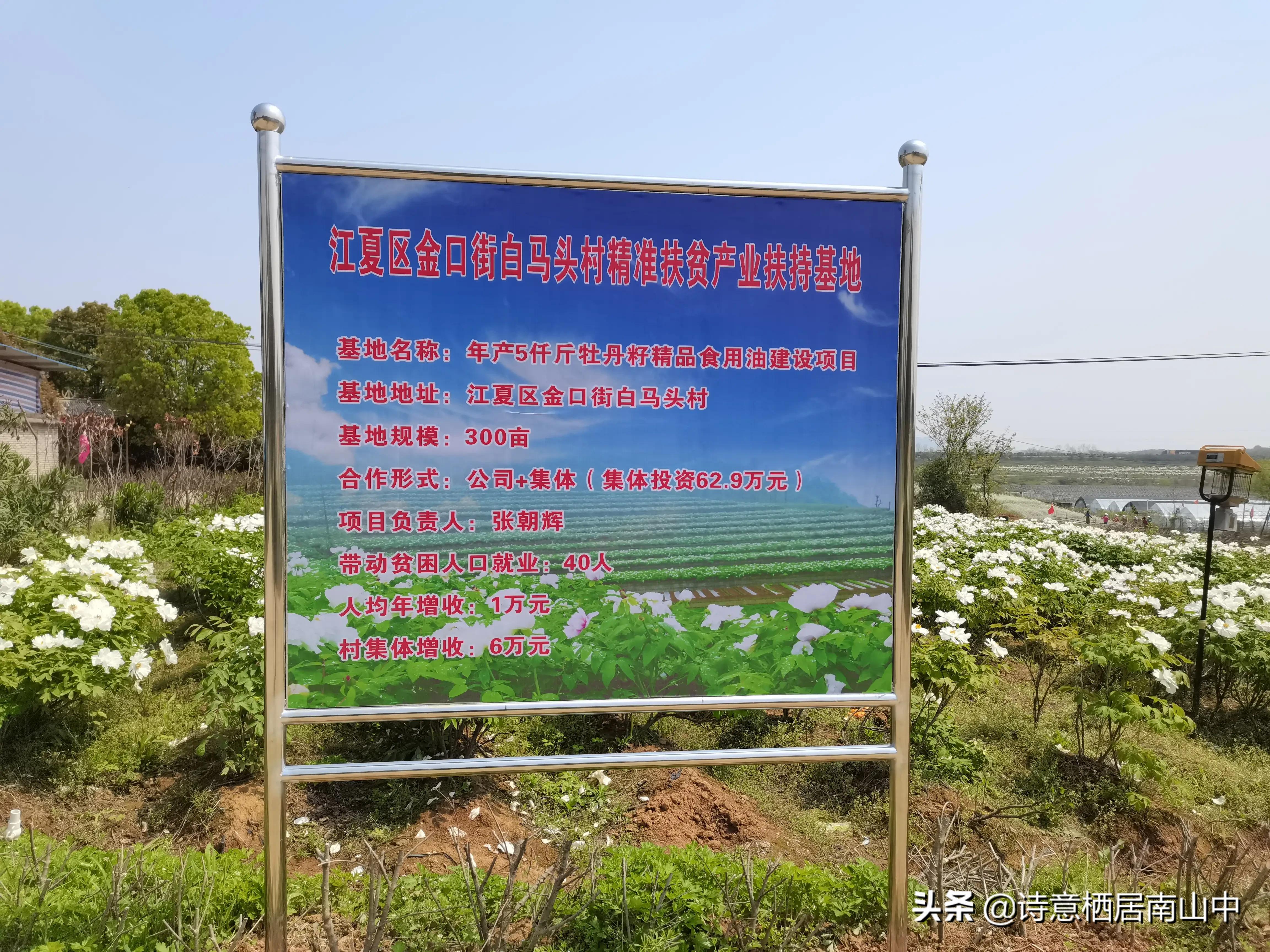 江夏鲁湖湿地公园,江夏金口鲁湖梦里田园