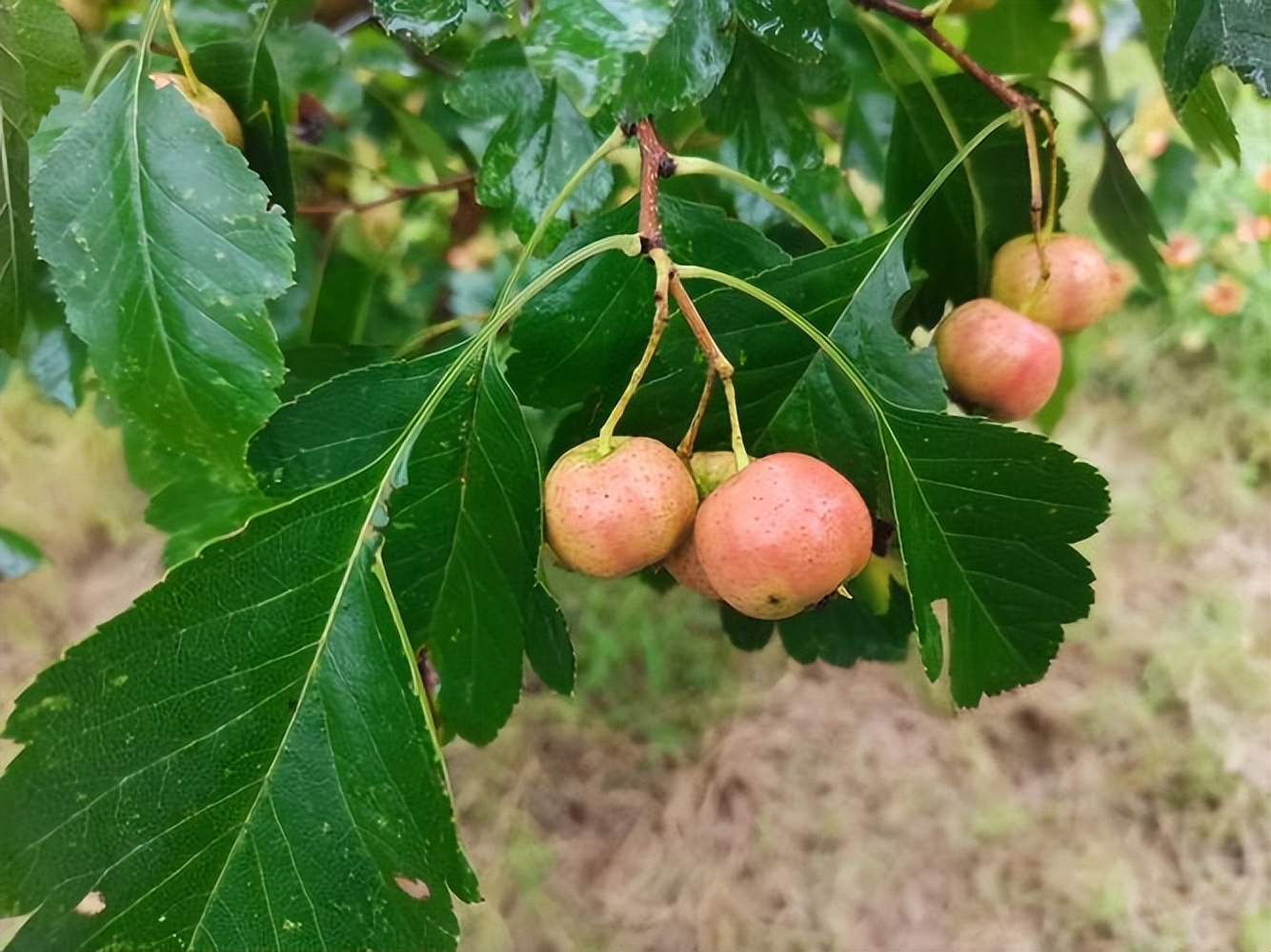 山楂树各阶段病虫害防治技术,山楂树病虫害如何防治