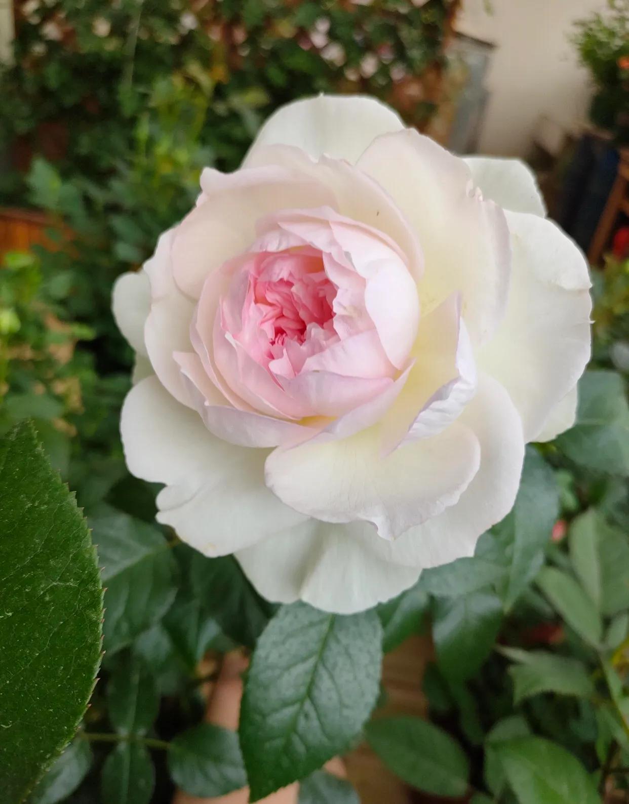 白花月季汇粹：白雪公主、藤冰山、婚礼之路、波莱罗、加百列