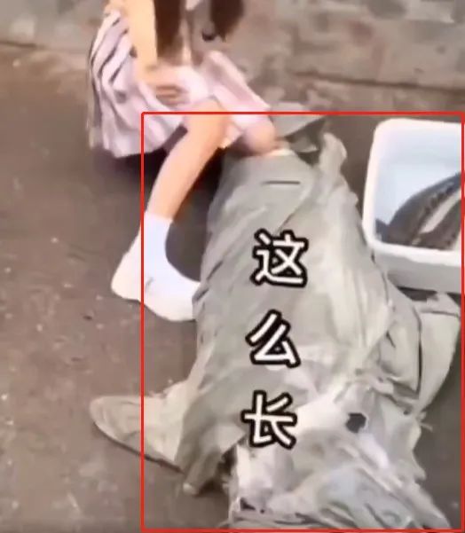 百万女网红吃鲨鱼抖音号,百万女网红吃鲨鱼科普