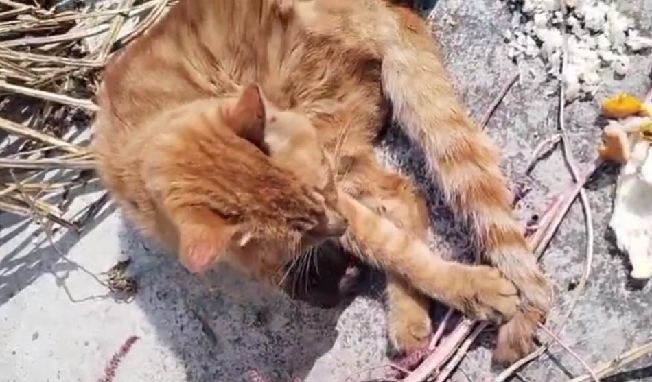 被烧焦了的猫流浪猫,流浪猫伤口上长蛆了怎么办