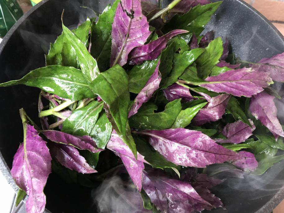 哪些野菜对癌症有效,癌症最怕的野菜马兰头图片