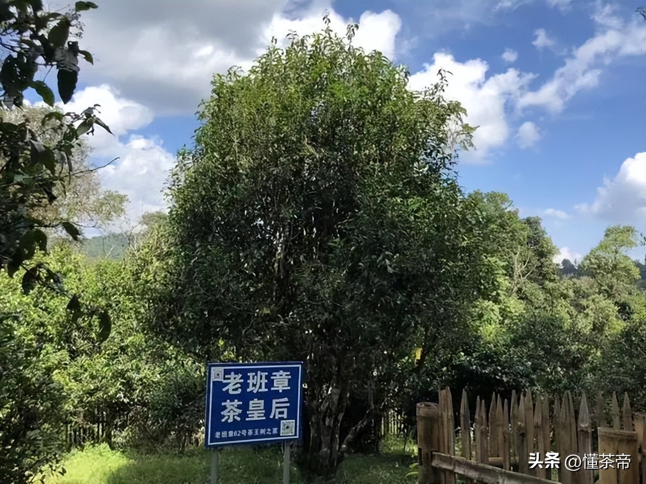 云南省野生古树茶排名第一,云南十大古树茶叶