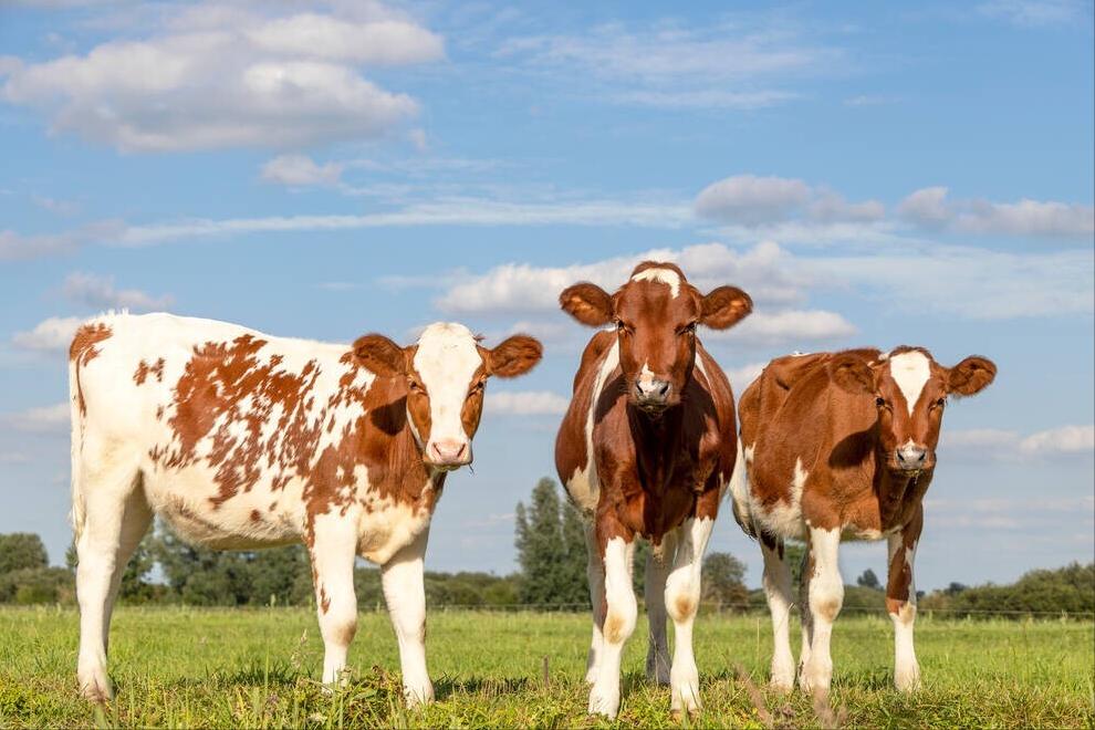 母牛特别瘦怎么喂养,母牛奶水不够母牛瘦需要喂什么